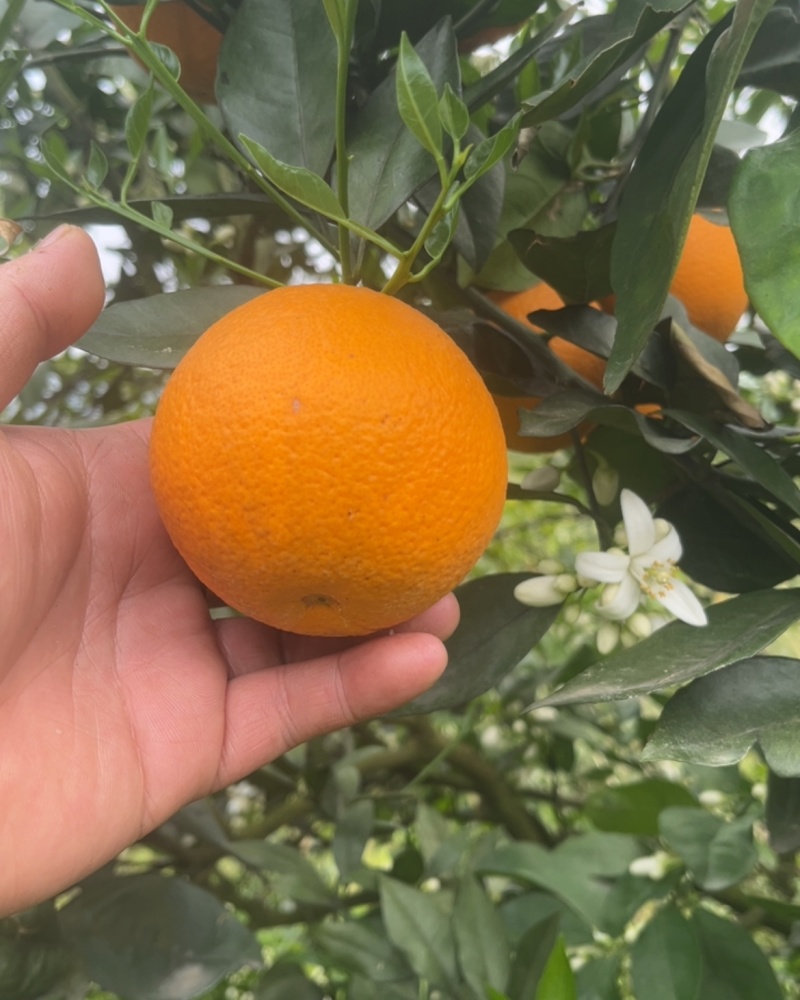 夏橙