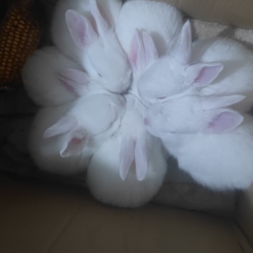 兔子