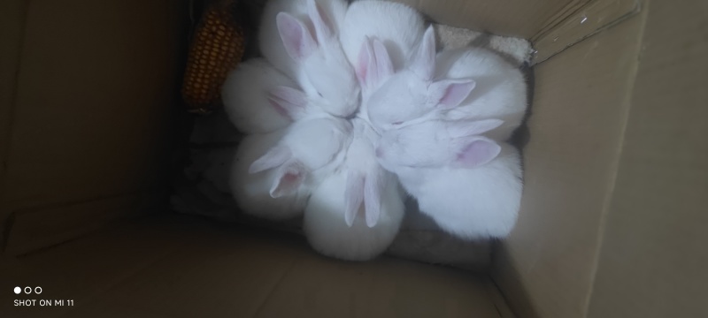 兔子