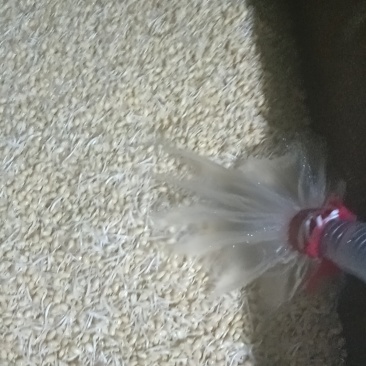 黄豆芽