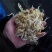 黄豆芽