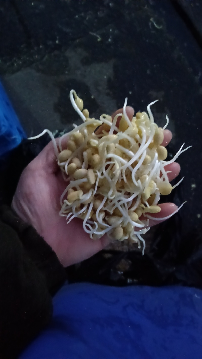 黄豆芽