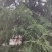柏树叶