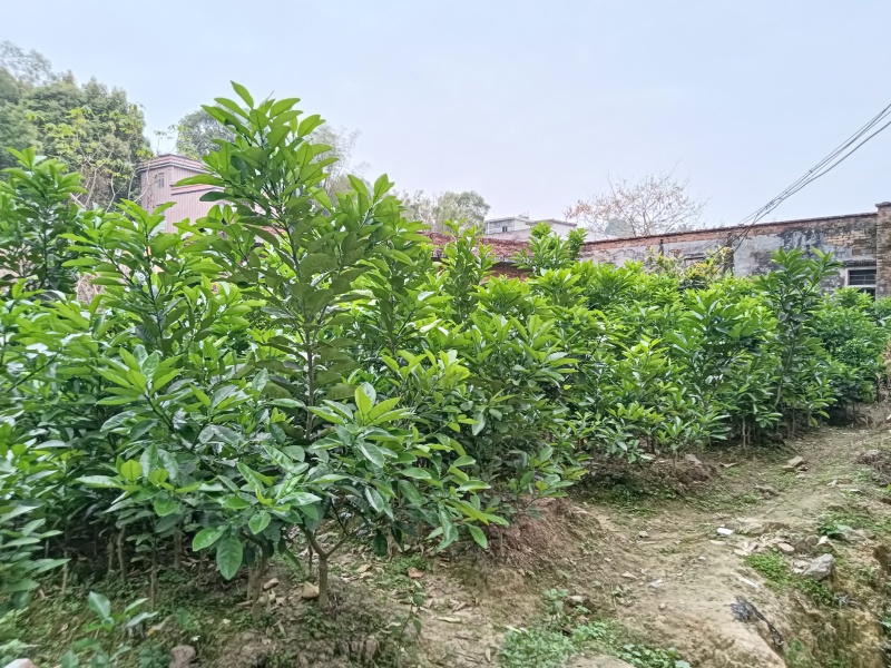 橘红苗，化州原产地橘红苗