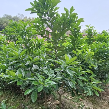 橘红苗，化州原产地橘红苗