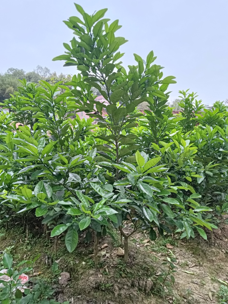 橘红苗，化州原产地橘红苗