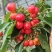 新疆樱桃🍒