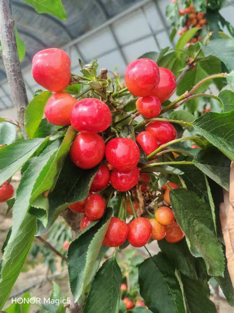 新疆樱桃🍒