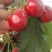 新疆樱桃🍒