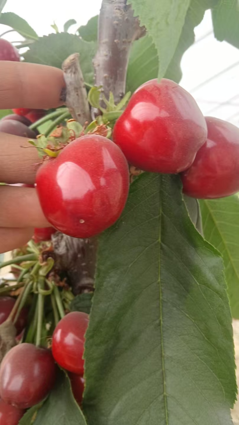 新疆樱桃🍒