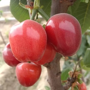 新疆樱桃🍒