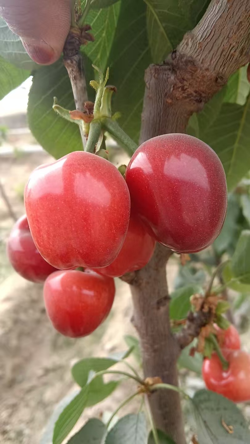 新疆樱桃🍒