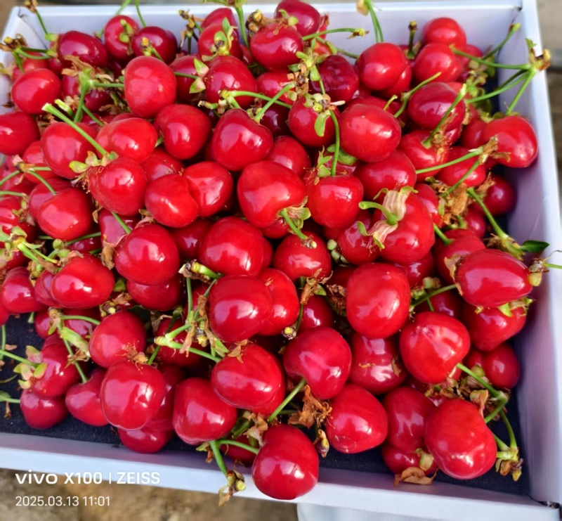 新疆樱桃🍒