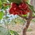 新疆樱桃🍒
