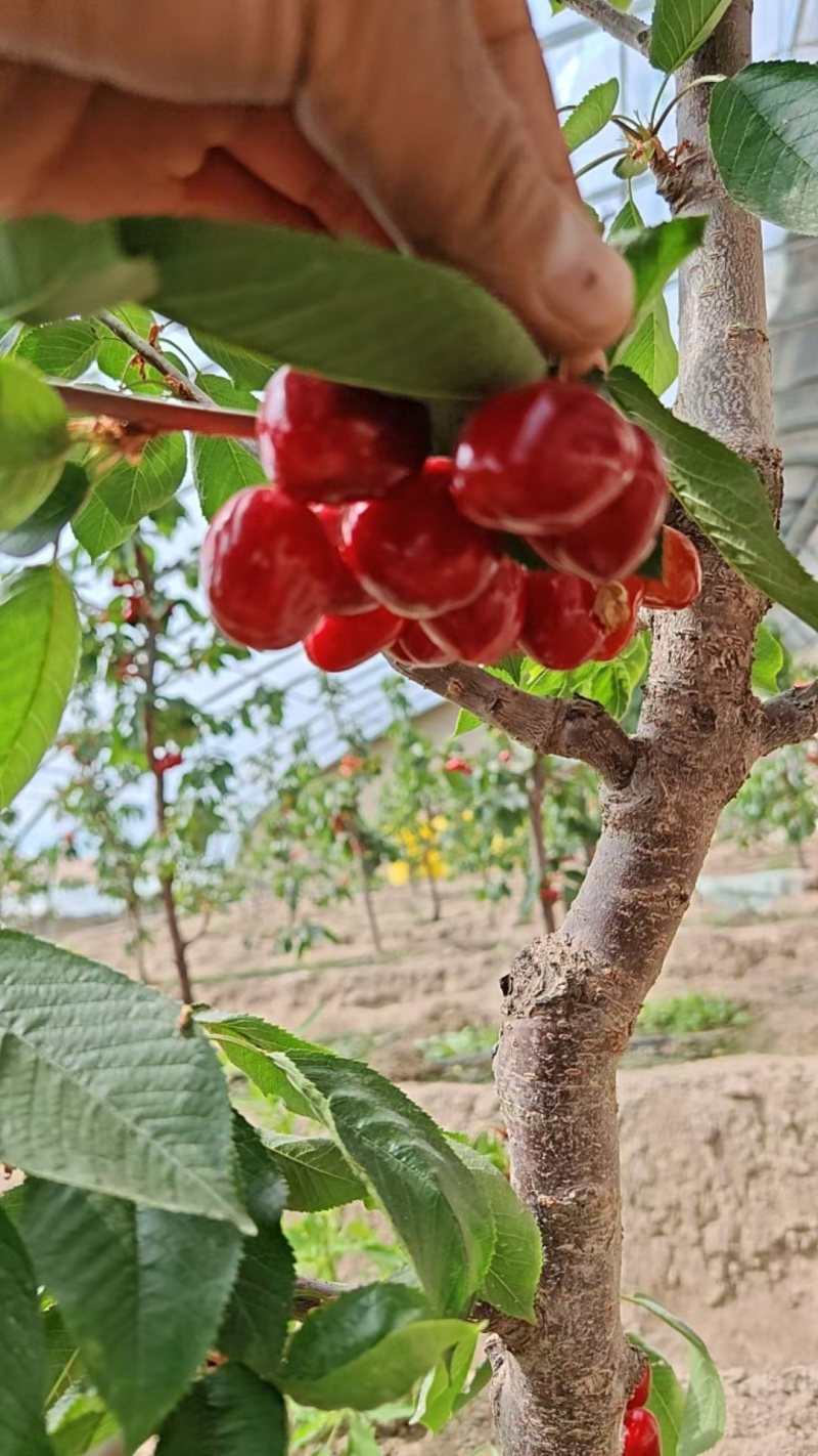 新疆樱桃🍒