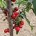 新疆樱桃🍒
