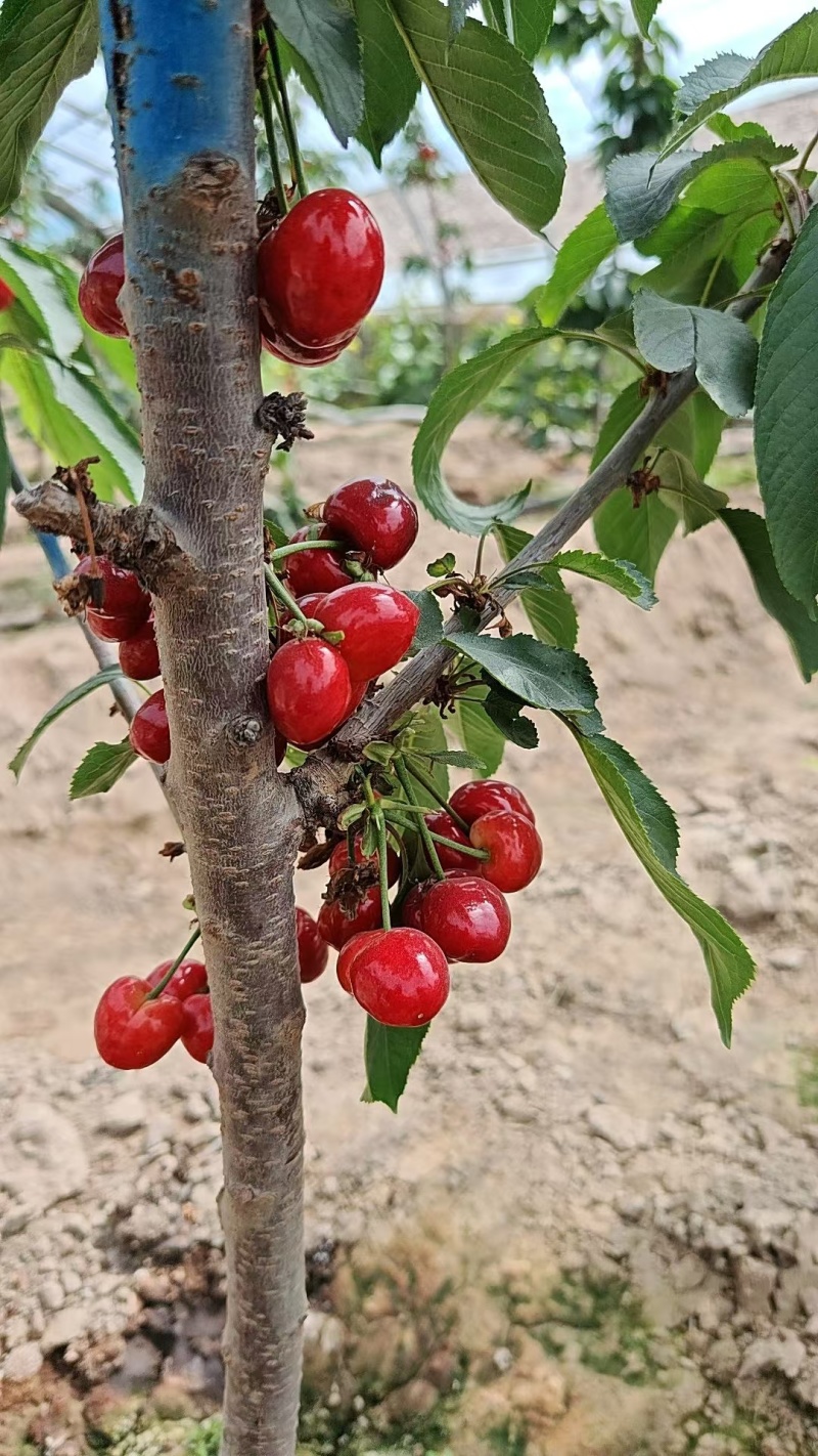 新疆樱桃🍒