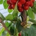 新疆樱桃🍒