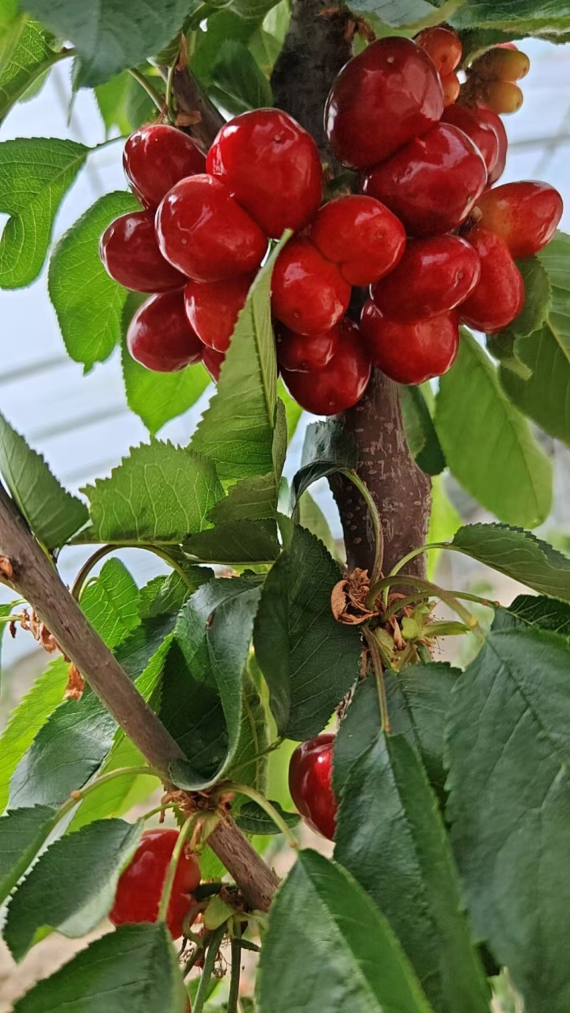 新疆樱桃🍒