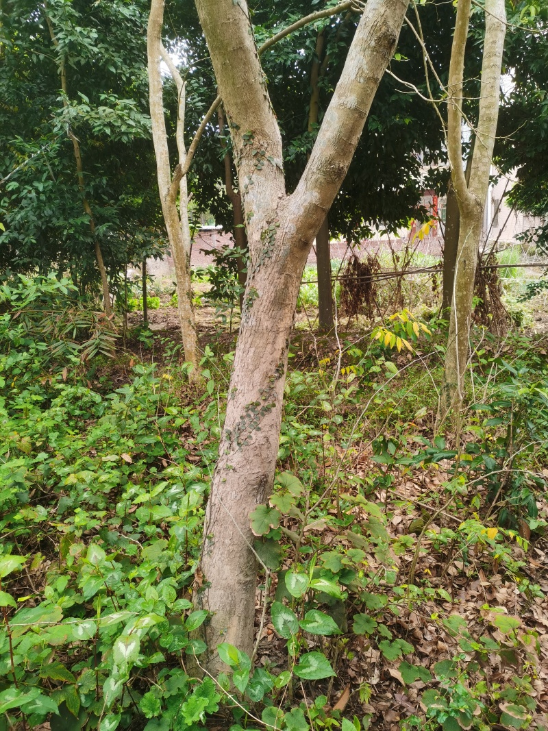 海南黄花梨原树木直径15至20厘米20年树龄
