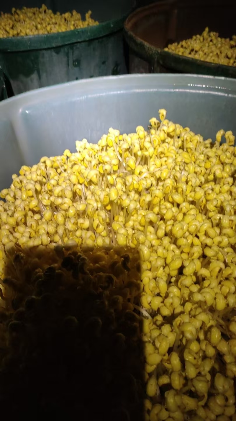 黄绿豆芽菜