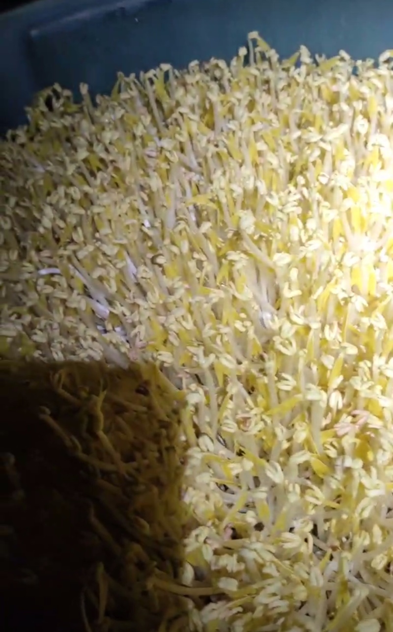 黄绿豆芽菜