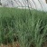 新鲜香葱小葱白根葱上市