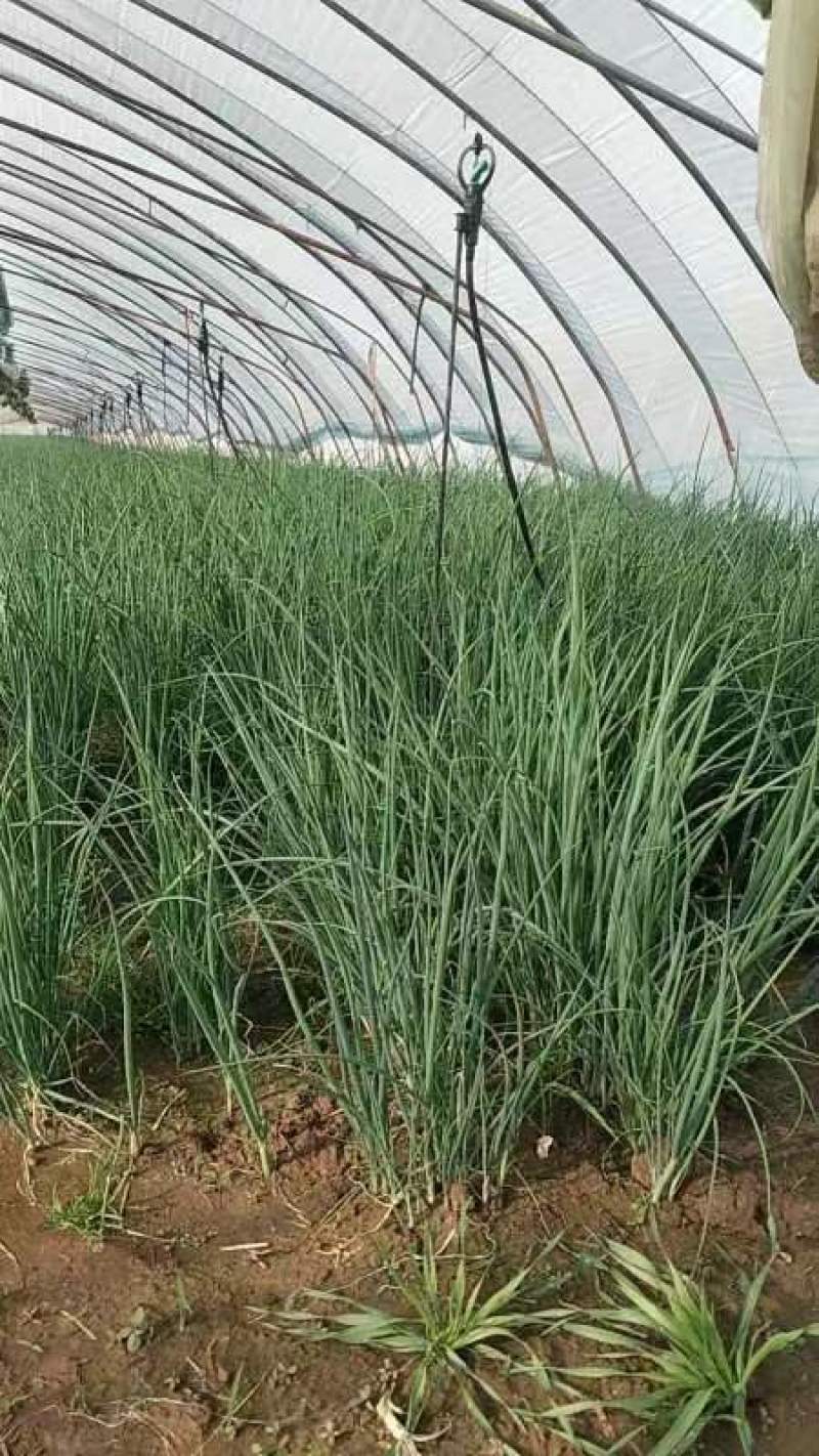 新鲜香葱小葱白根葱上市