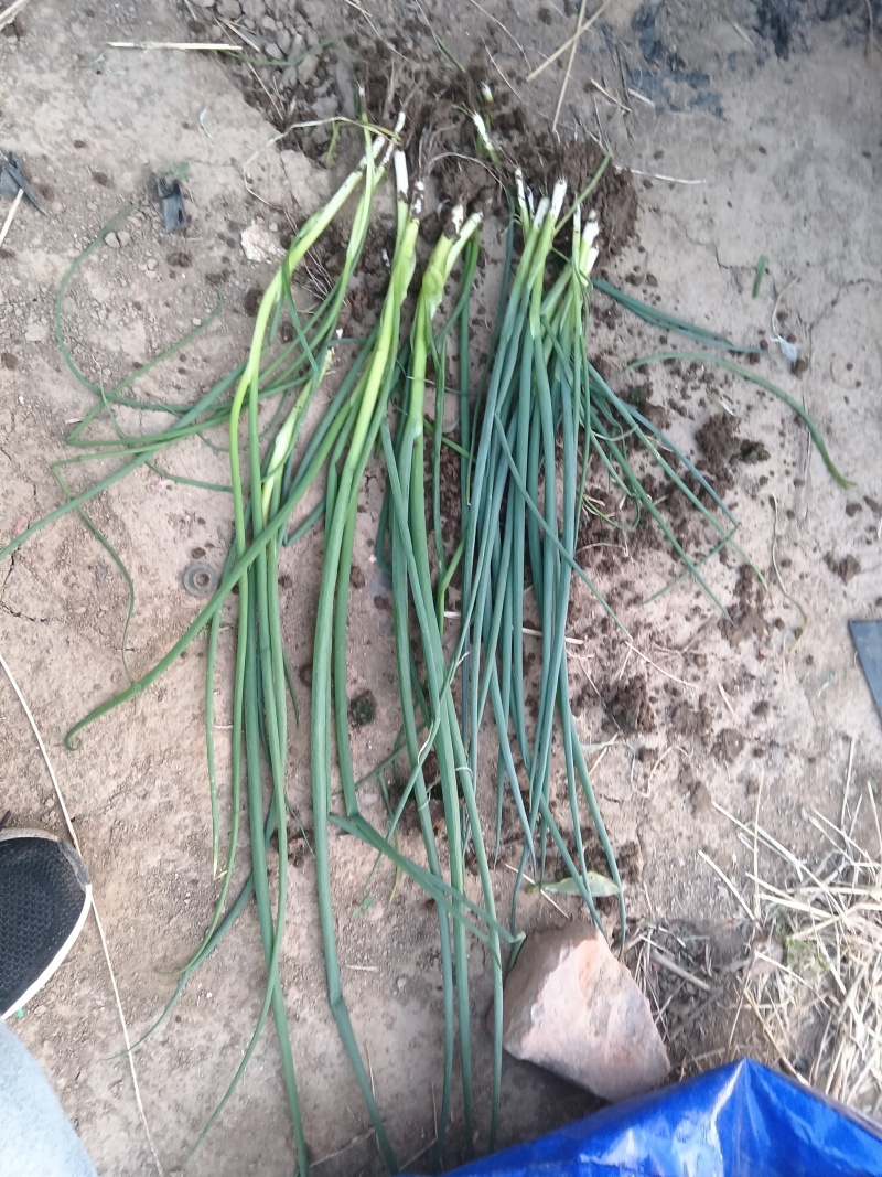 新鲜香葱小葱白根葱上市
