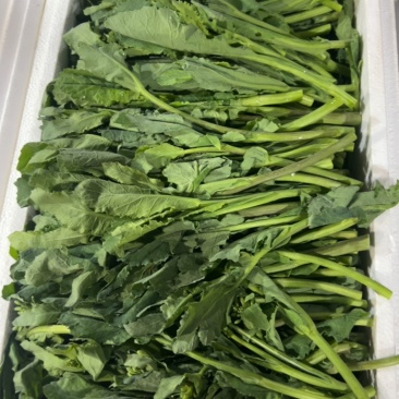 板蓝根菜