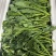 板蓝根菜