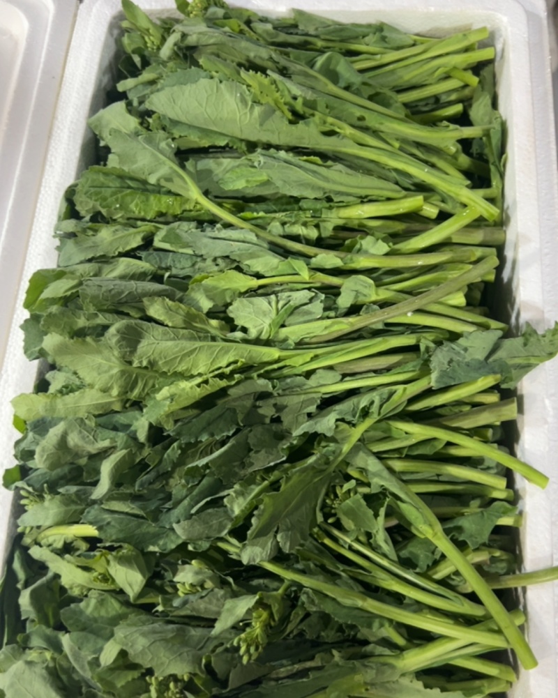 板蓝根菜