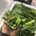 板蓝根菜