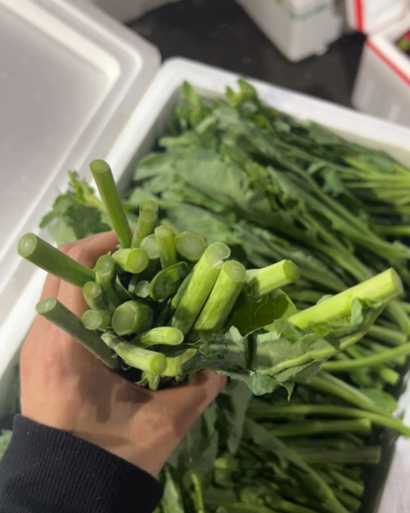 板蓝根菜