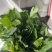 板蓝根菜