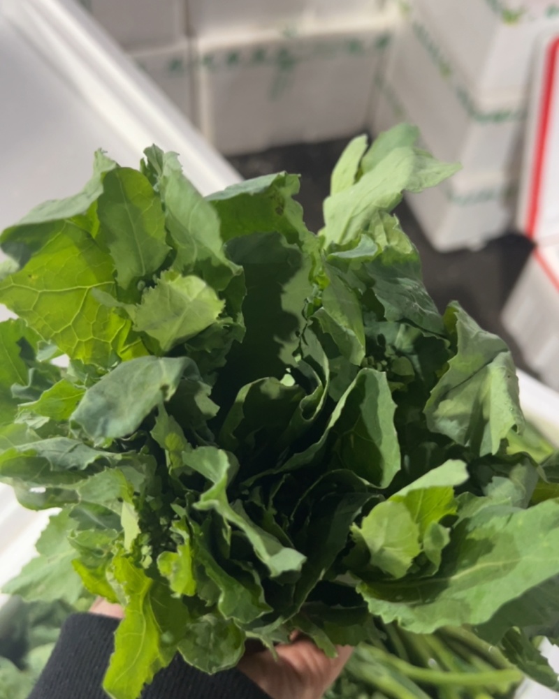 板蓝根菜