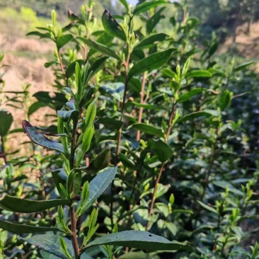高山云雾绿茶