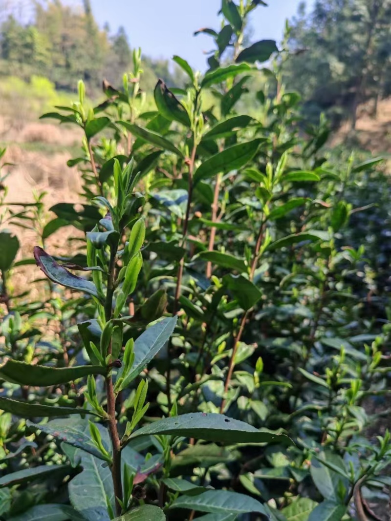 高山云雾绿茶