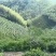 高山云雾绿茶