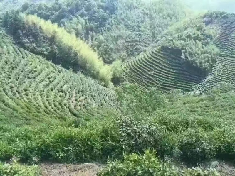 高山云雾绿茶