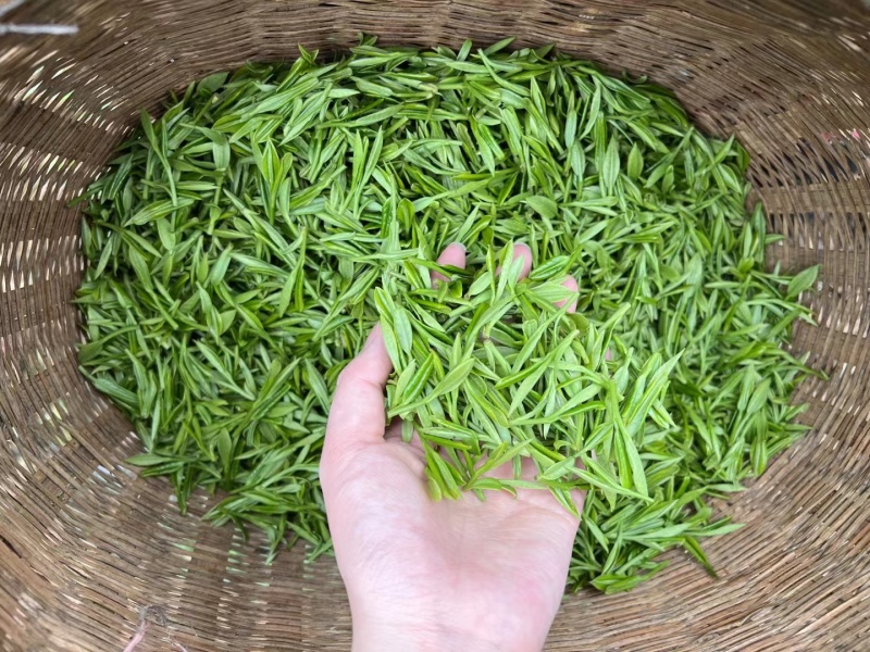 高山云雾绿茶