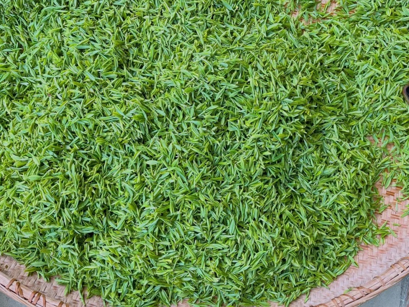高山云雾绿茶