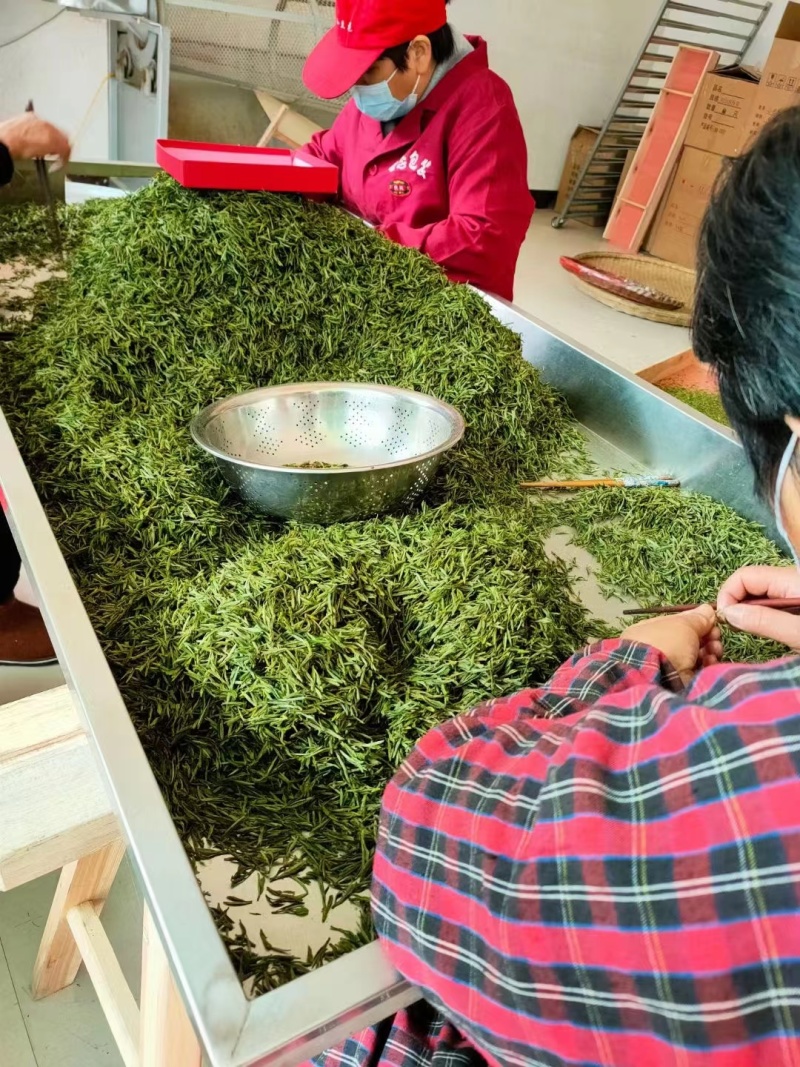 高山云雾绿茶