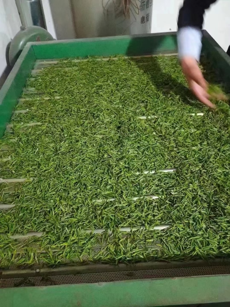 高山云雾绿茶