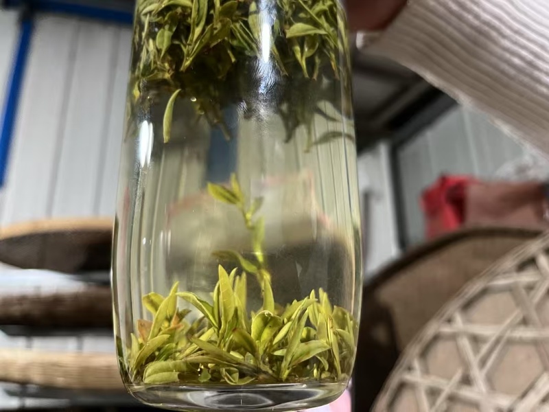 高山云雾绿茶