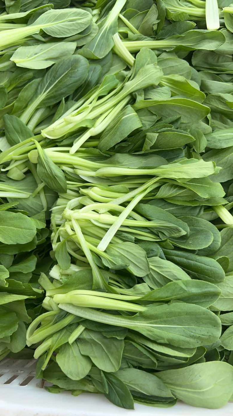 鸡毛菜