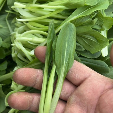 鸡毛菜