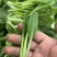 鸡毛菜