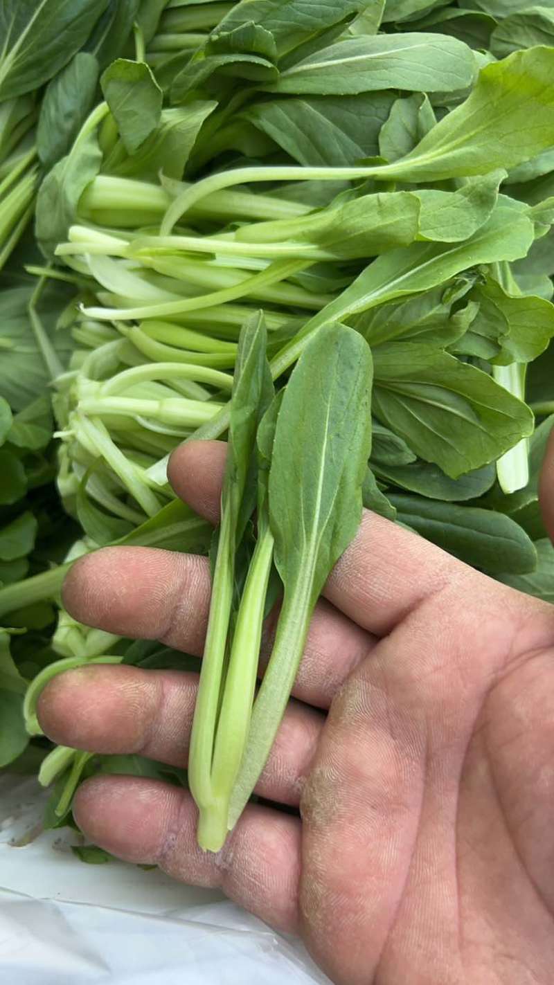 鸡毛菜