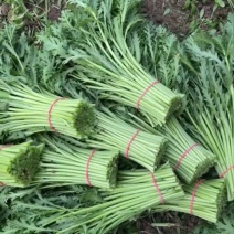 （精品茼蒿）光杆茼蒿，装车以客户要求，我们不是代办